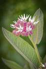 USA-Colorado-Fort Collins Showy milkweed flowers Art Print
